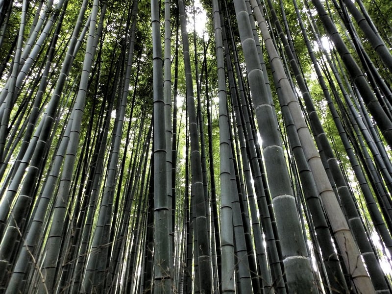 Arashiyama, Japan