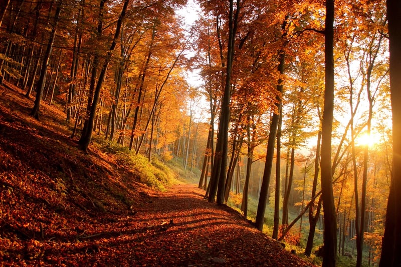 Black Forest, Germany