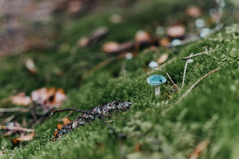 Moss Close Up
