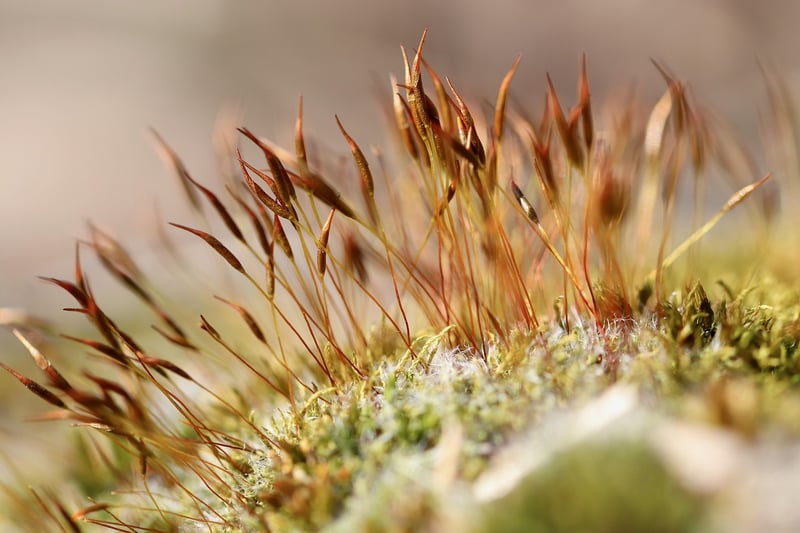 Mossy Forest