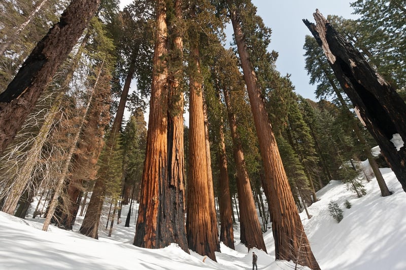 Sequoia National Park, California